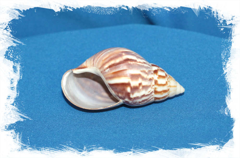 Ракушка Ахатина, 4-8см, 100гр, 12шт