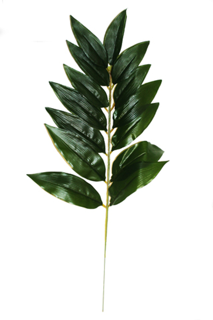 Лист рускус малый