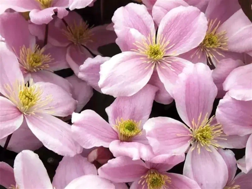 Клематис горный Элизабет трехлетка наличие