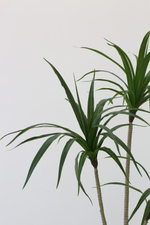 Драцена маргината 123 см.