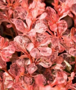 Барбарис Тунберга Инспирейшн С3 Закупка М60 июнь 2026