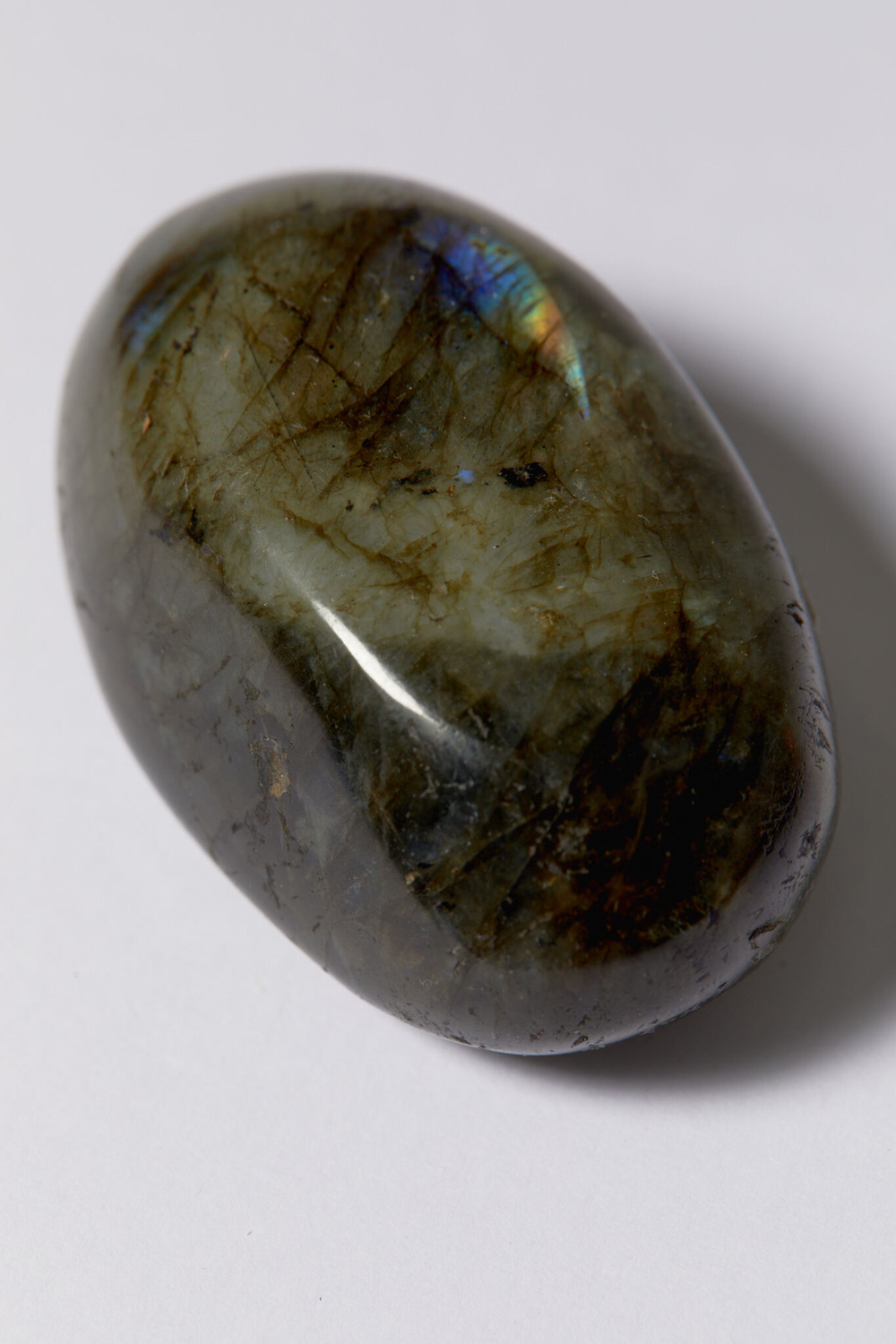 Лабрадор палмстоун M