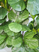 Фикус Лирата Робуста 160см в кашпо