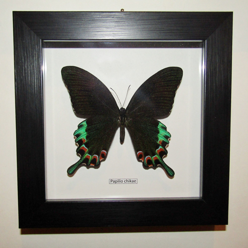 Бабочка Papilio chikae в рамке