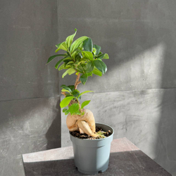Фикус микрокарпа (Ficus microcarpa Ginseng)