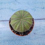Euphoria Obesa (Эуфорбия)