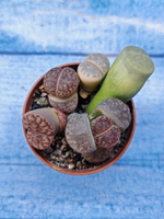Lithops sp. (Литопсы)