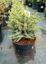 Ель "Alberta Globe Echiniformis"