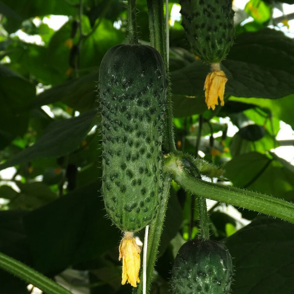 Огурец Самсур F1 7шт ВитаГрин ЭКСТРА