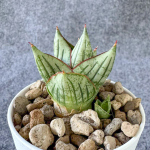 Сансевиерия MINI ROSE