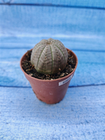 Euphorbia Obesa (Эуфорбия)