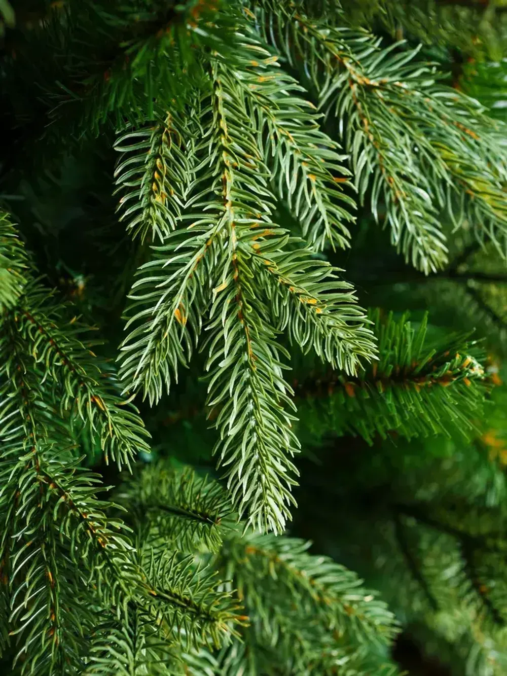 Искусственная ель «Валерио» (Литая+пвх) от 1.2 до 3 м