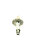 Трубка MUSHROOM GREEN/YELLOW