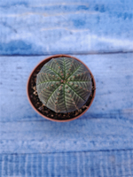 Euphorbia Obesa (Эуфорбия)