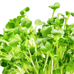 Семена для проращивания Пак-чой Нихао (Гавриш)