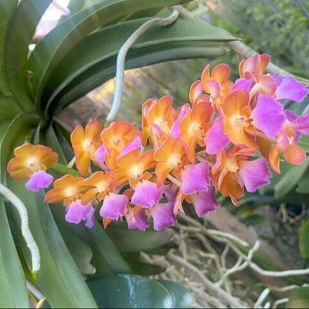 Ринхостилис RHY 42-MON SAWAN