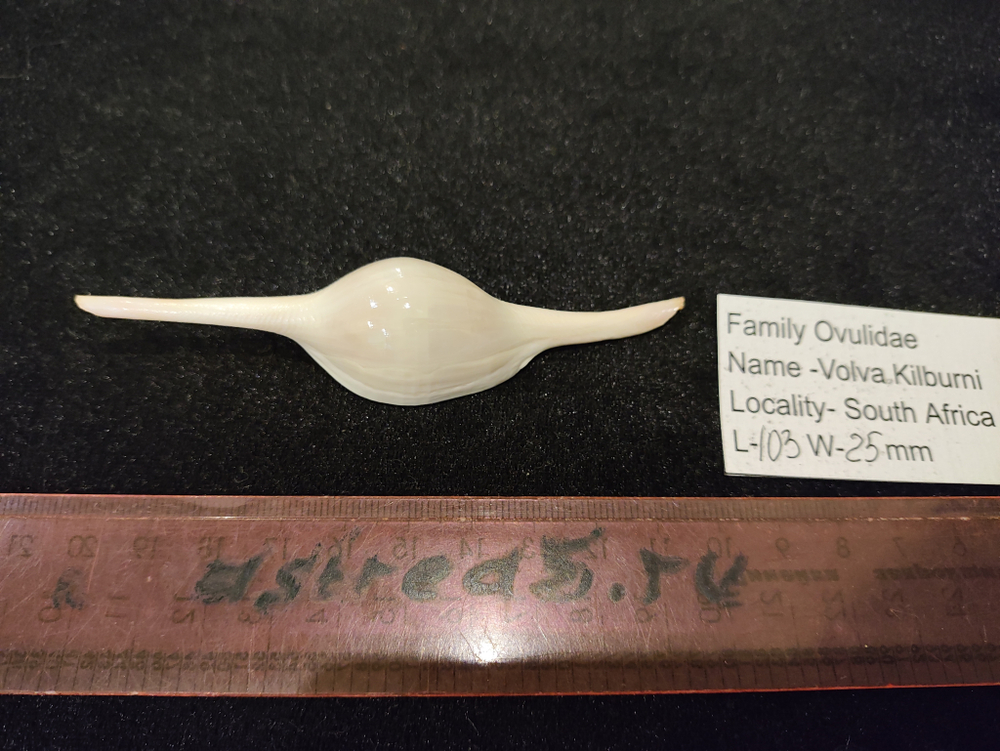 Волва Килбурна