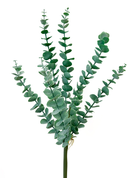 Эвкалипт пучок - Зеленый