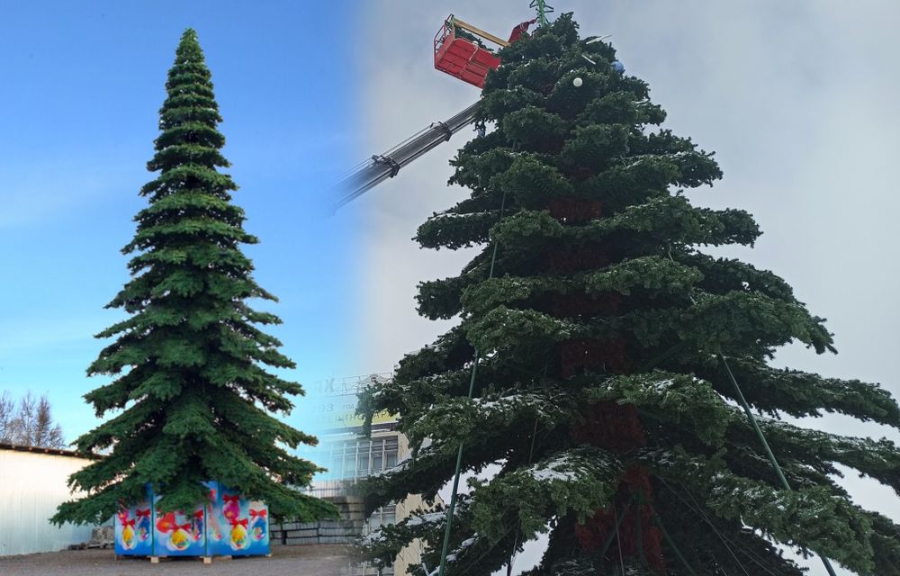 ель ствольная "Таежная" уличная