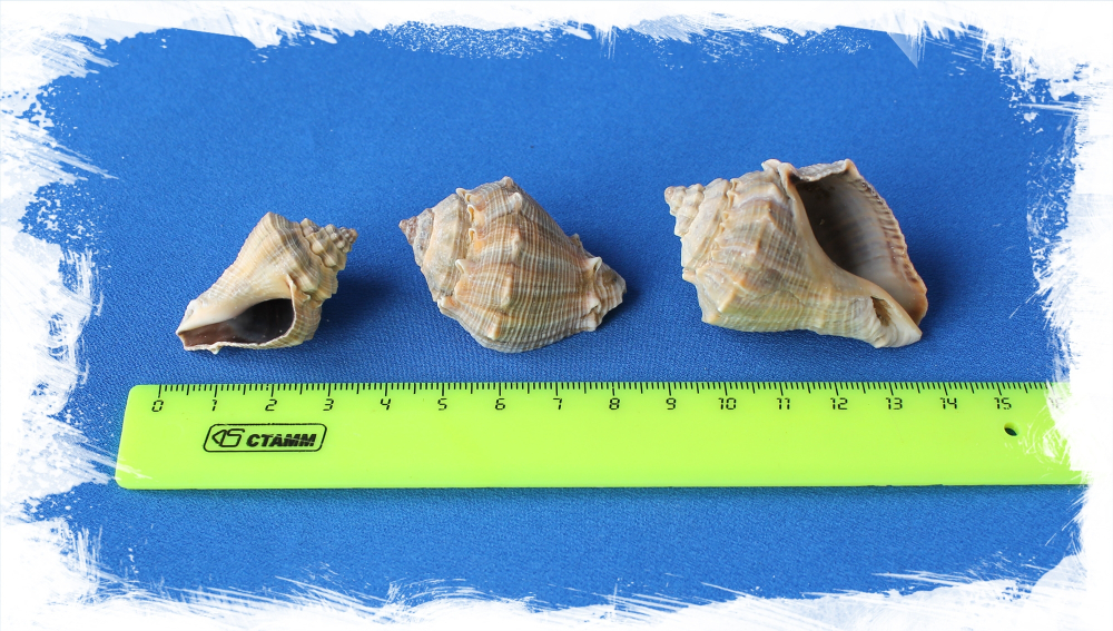 Волема муристика, 3-6см, 100гр, 10шт