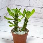 Monadenium Stapelioides (Монадемиум)