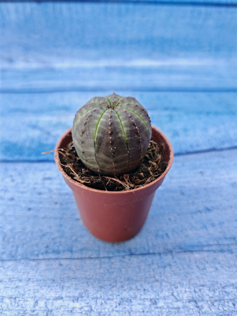 Euphorbia Obesa (Эуфорбия)
