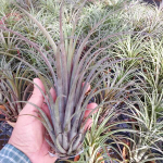 Тилландсия Timm's Outburst (capitata v. domingensis x ionantha Fuego) (T71)