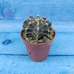 Gymnocalycium Friedrichii (Гимнокалициум)