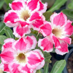 Адениум GAEM CHOMPHU