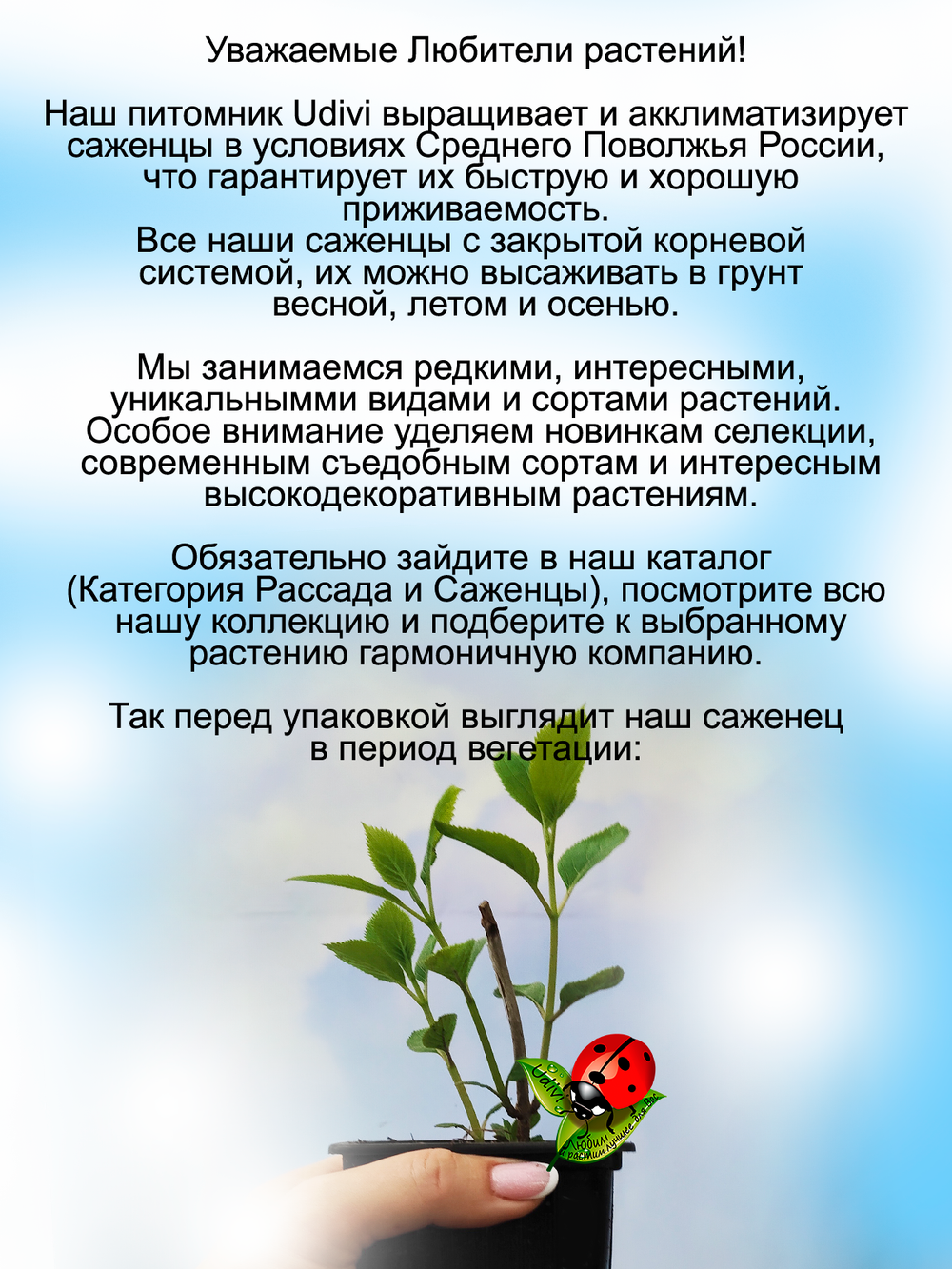 Гортензия Кандибель Баблгам древовидная розовая