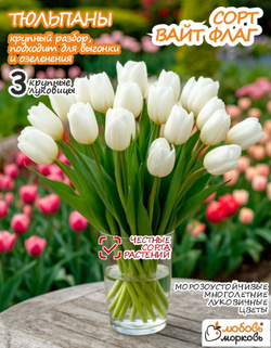 Тюльпан Луковица Вайт Флаг 3+ шт
