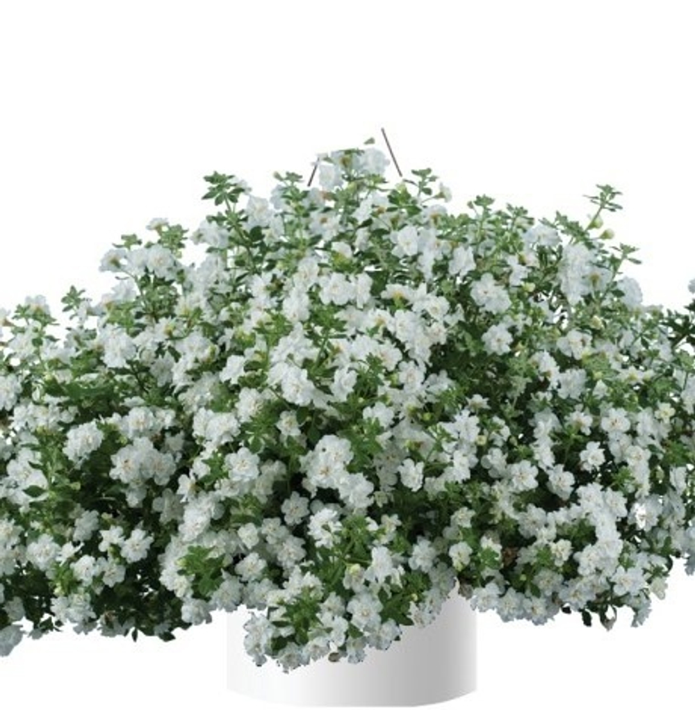 Б6 Бакопа Double snowball white