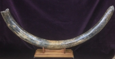 Бивень мамонта "10 000 лет". Интерьер, декор, коллекционный подарок для руководителя