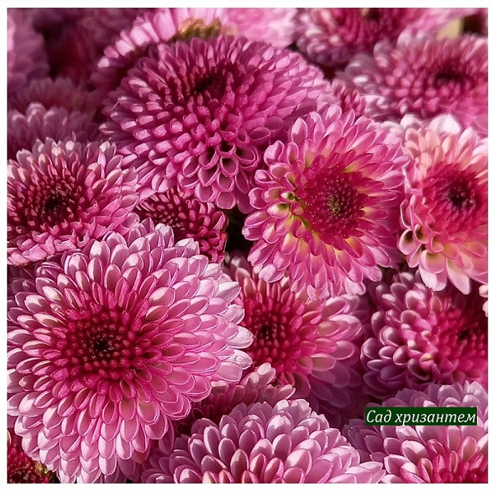 Хризантема кустовая Calimero rose 🌼 к.22 (отгрузка август - сентябрь 2025г)