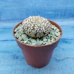 Astrophytum Asterias "Super Kabuto" (Астрофитум)