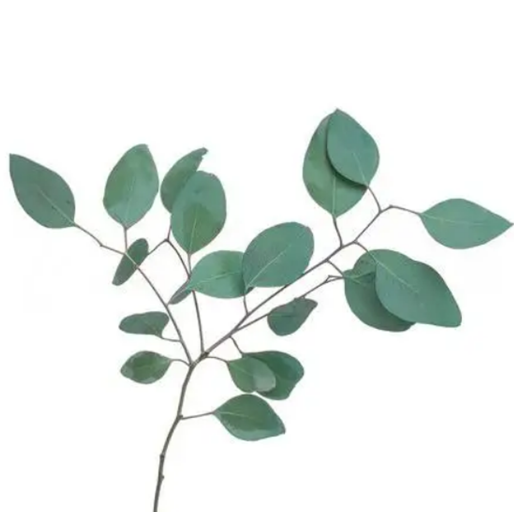 Эвкалипт Популус