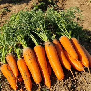 Морковь Проминанс F1 1,80-2,00мм 100 000 (семян)