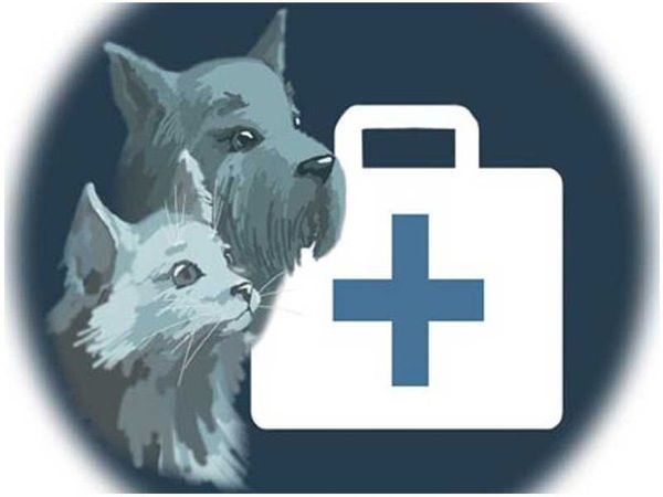 Лечим кошку от глистов