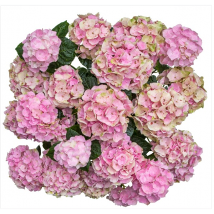 Vox Pastel Pink (Вокс Пастел Пинк) Р14 Европа 2026