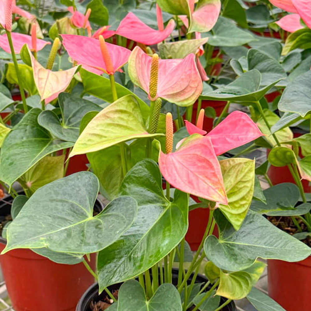 Антуриум Андре MINI PINK