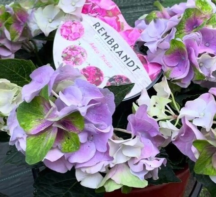 Антико Фреско Рембрандт (Antico Fresco Blue) р14 Европа весна 2026 г