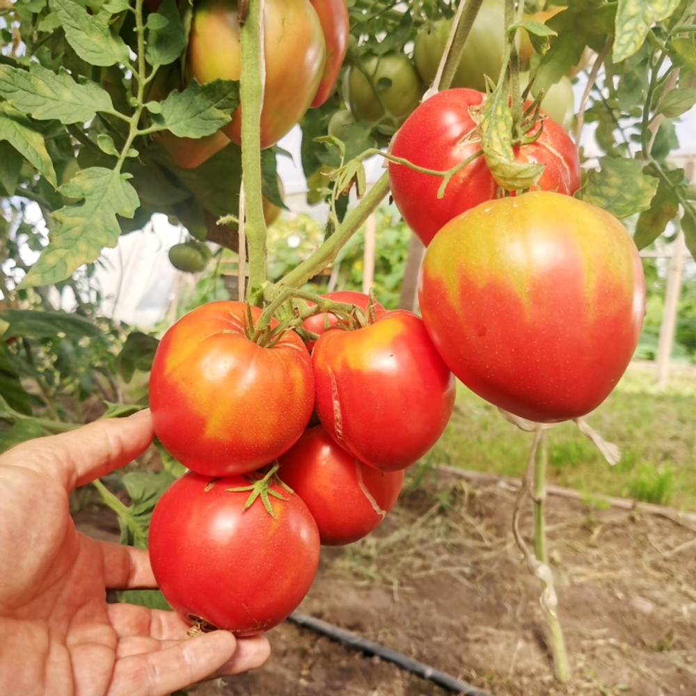 Помидоры Казахстанский Домашний
