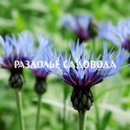 Василек горный (горшок 2л)