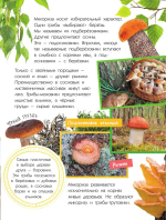 Грибы