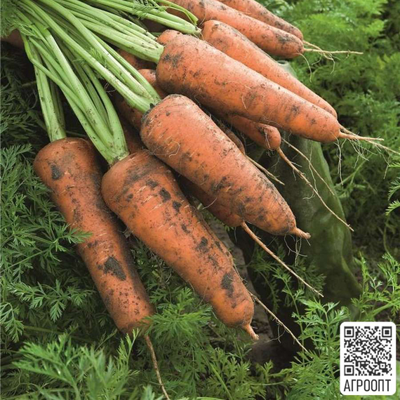Кордоба F1 семена моркови курода/шантане (Bejo / ALEXAGRO) культура