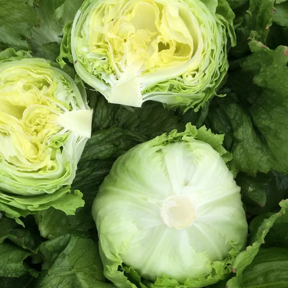 Либеркин семена салата айсберг (Nunhems / Нюнемс) культура – фото 5