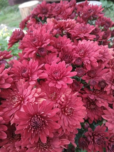 Хр3 Хризантема мультифлора