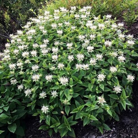 Монарда Би Брайт С2