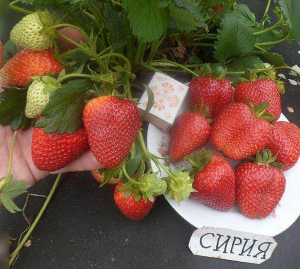 Земляника ранняя Сирия Р9