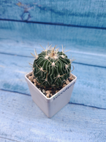 Echinofossulocactus Multicostatus (Эхинофоссулокактус)